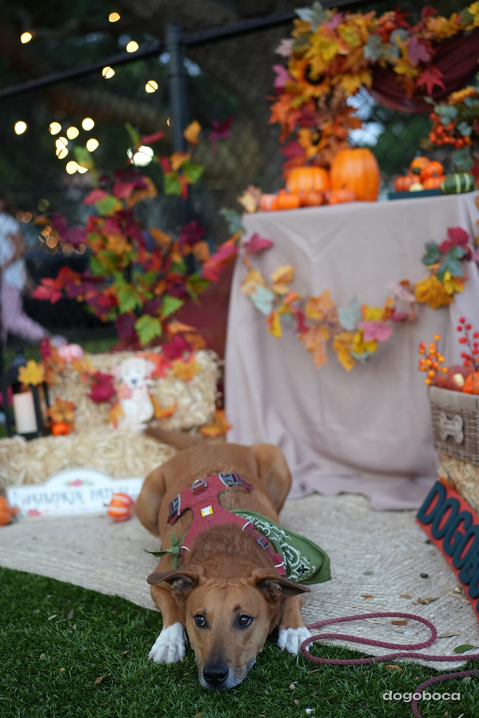 Dog photographed at Mizner Court on October 19, 2026