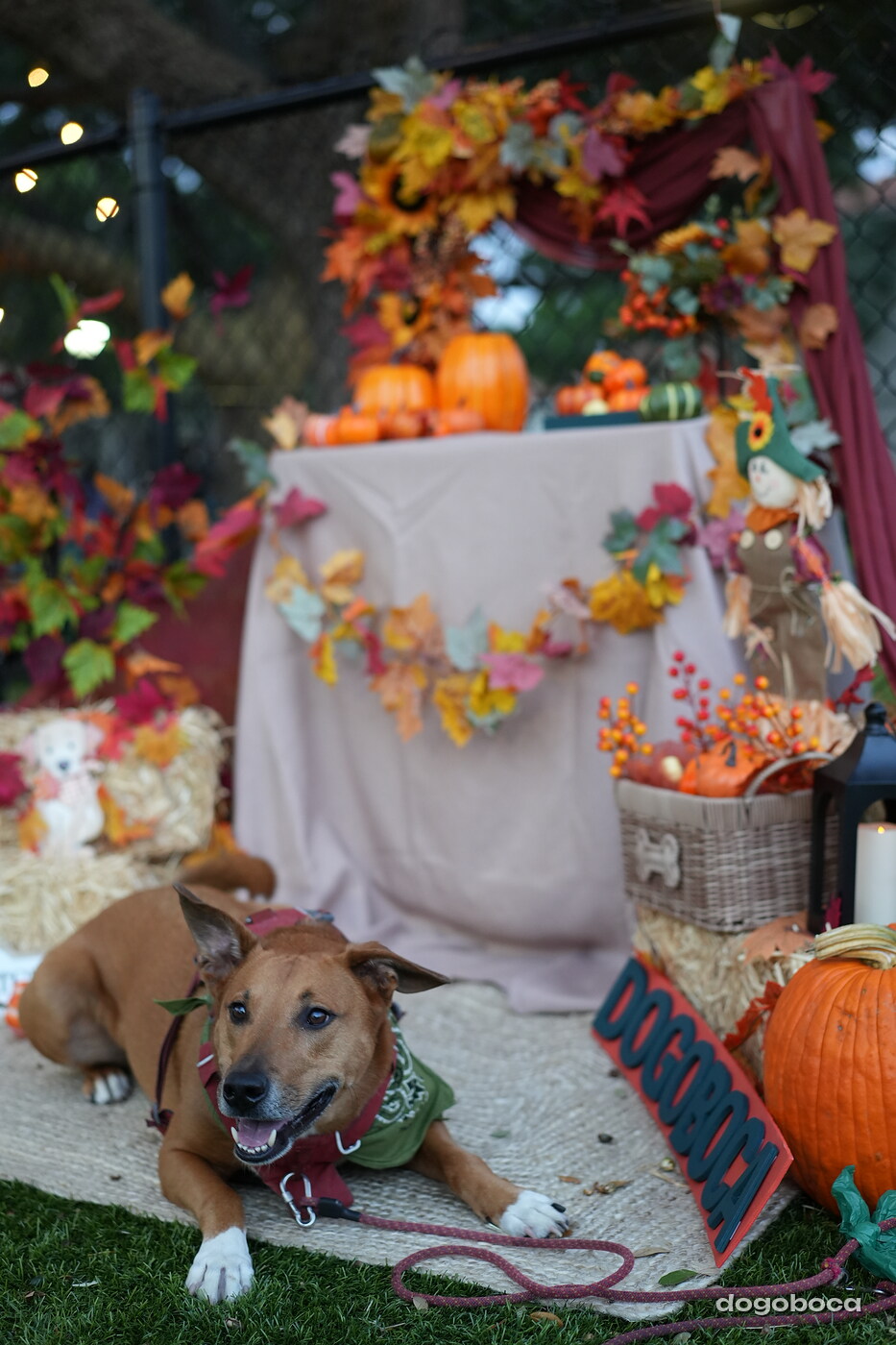Dog photographed at Mizner Court on October 19, 2026