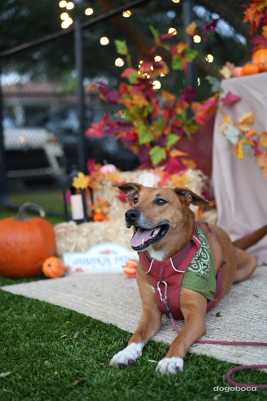 Dog photographed at Mizner Court on October 19, 2026