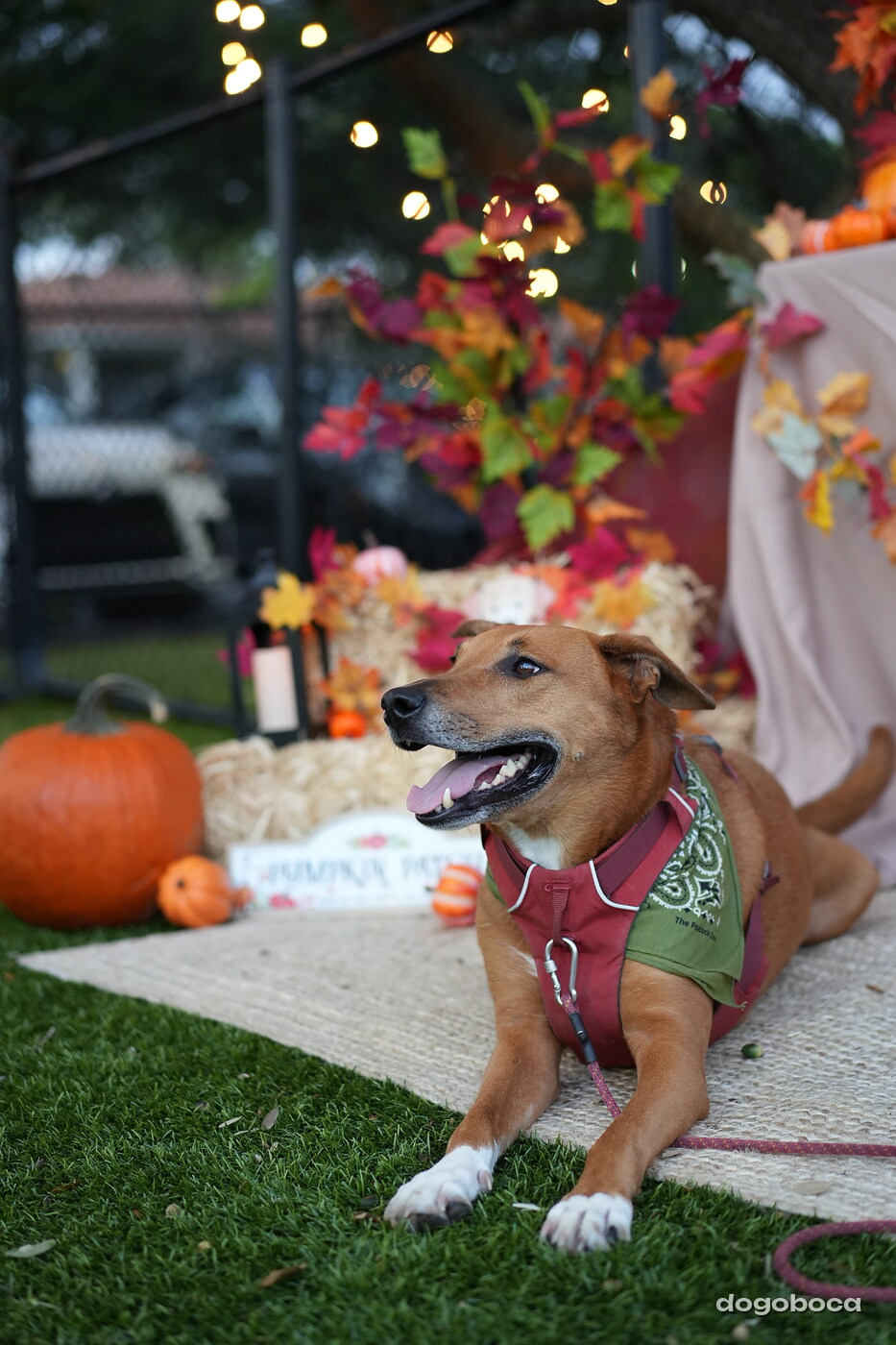 Dog photographed at Mizner Court on October 19, 2026