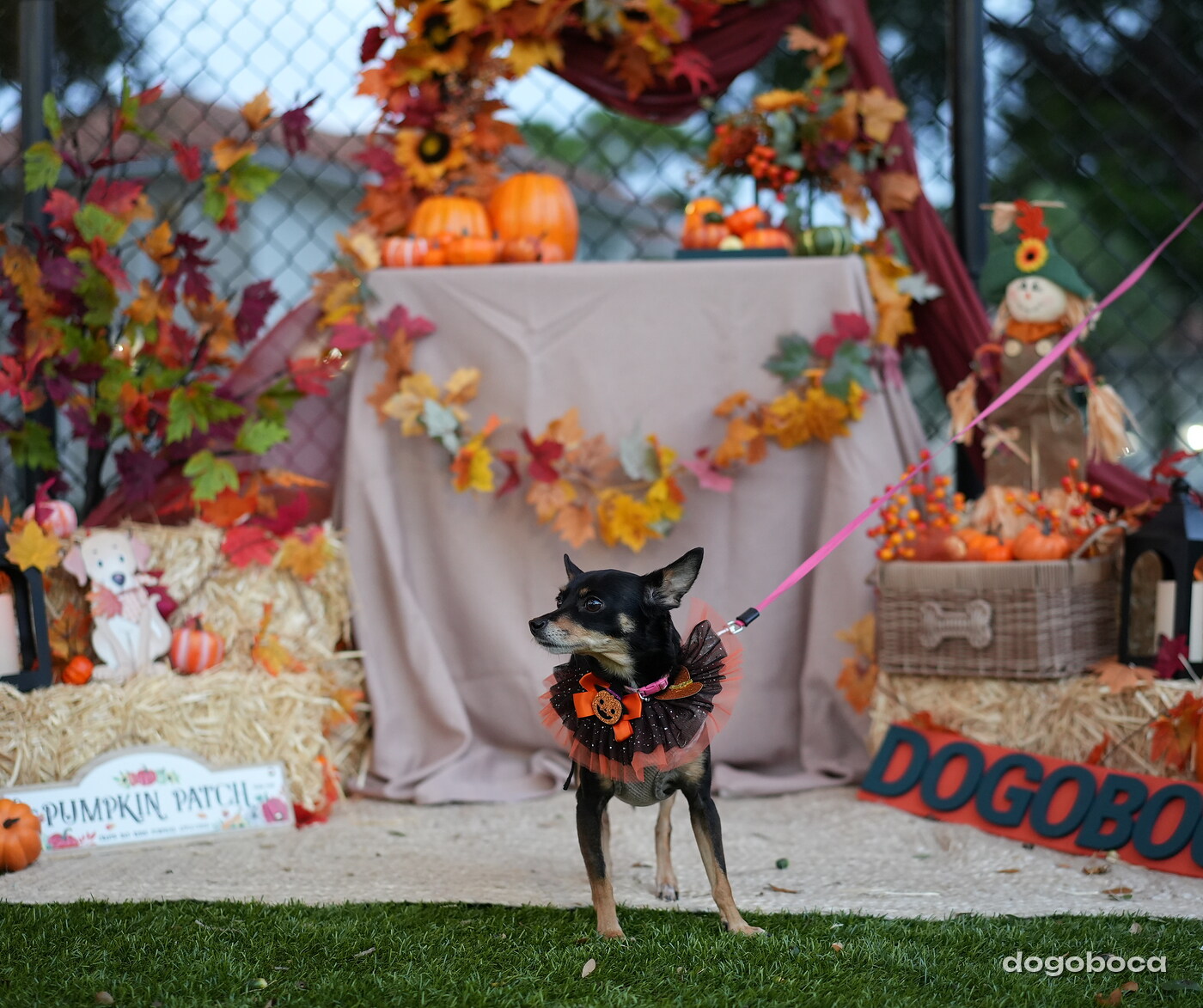 Millie photographed at Mizner Court on October 19, 2026
