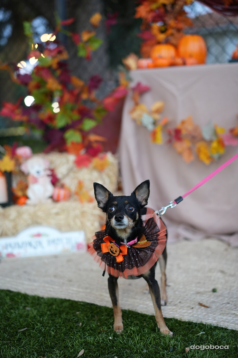 Millie photographed at Mizner Court on October 19, 2026