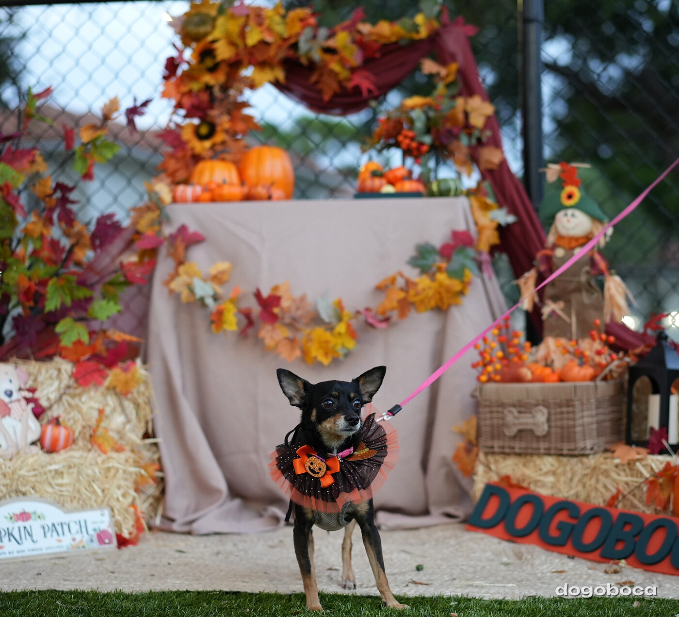 Millie photographed at Mizner Court on October 19, 2026
