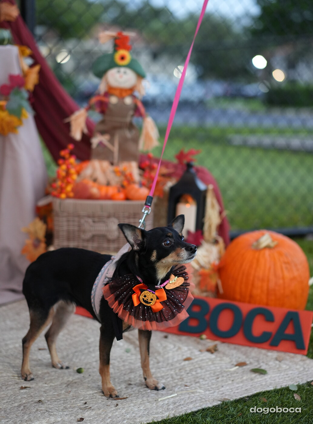 Millie photographed at Mizner Court on October 19, 2026