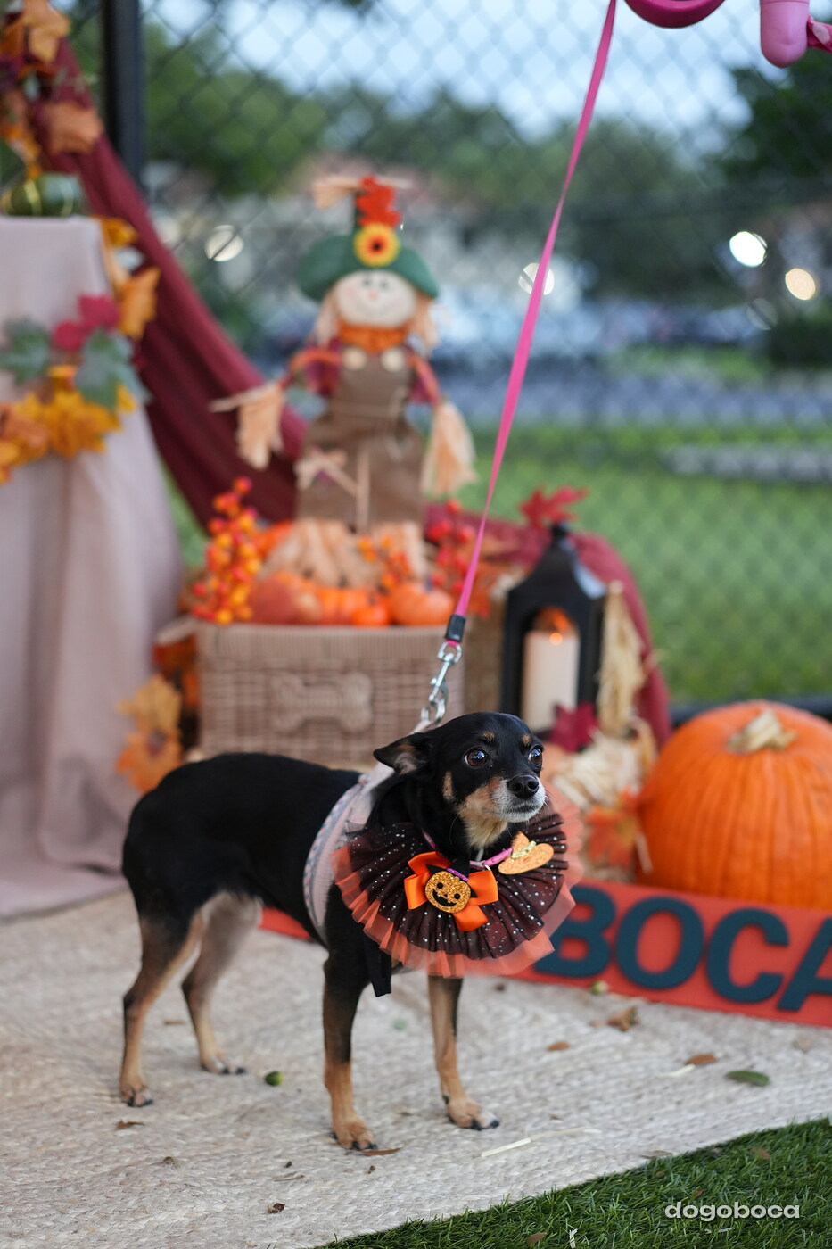 Millie photographed at Mizner Court on October 19, 2026