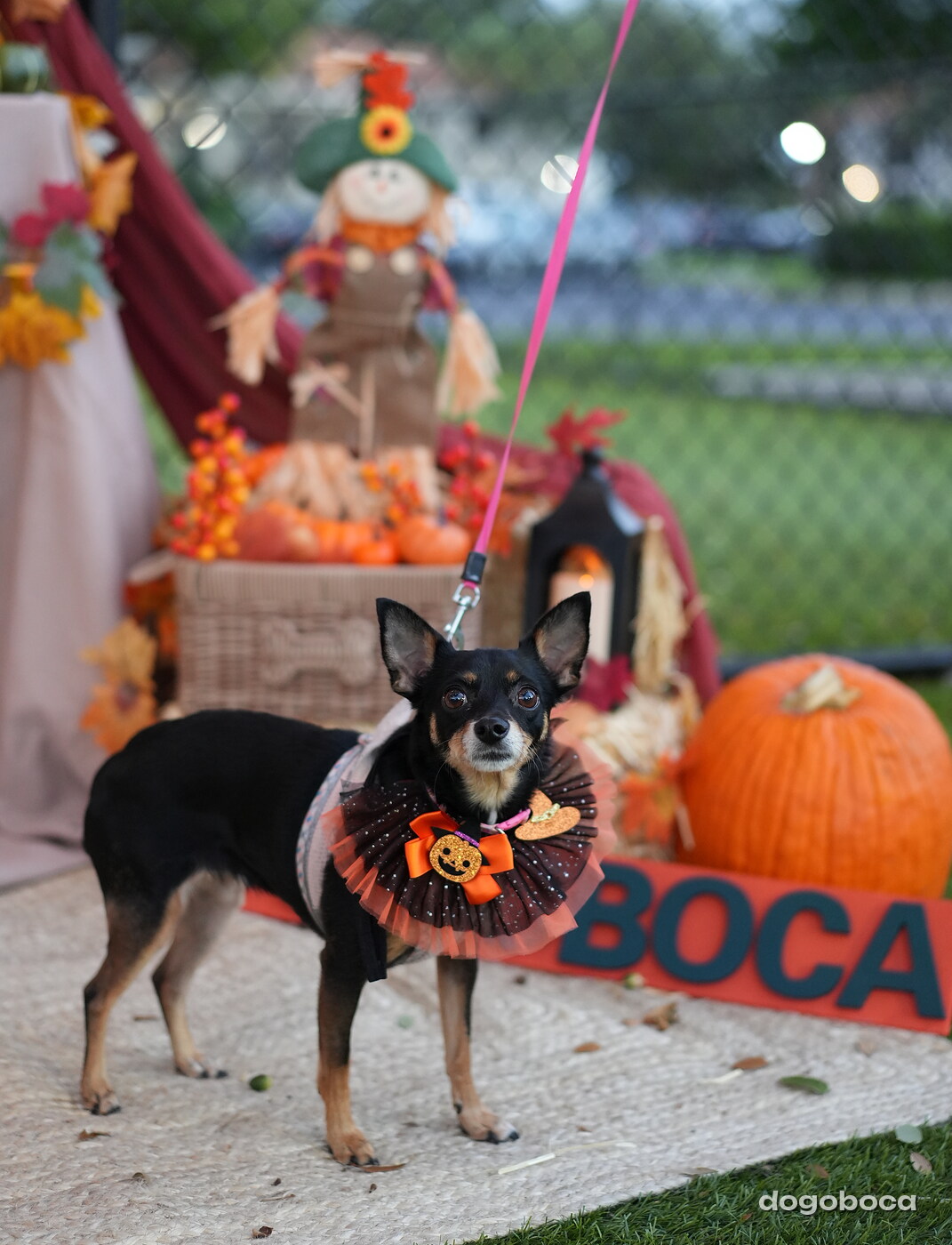Millie photographed at Mizner Court on October 19, 2026