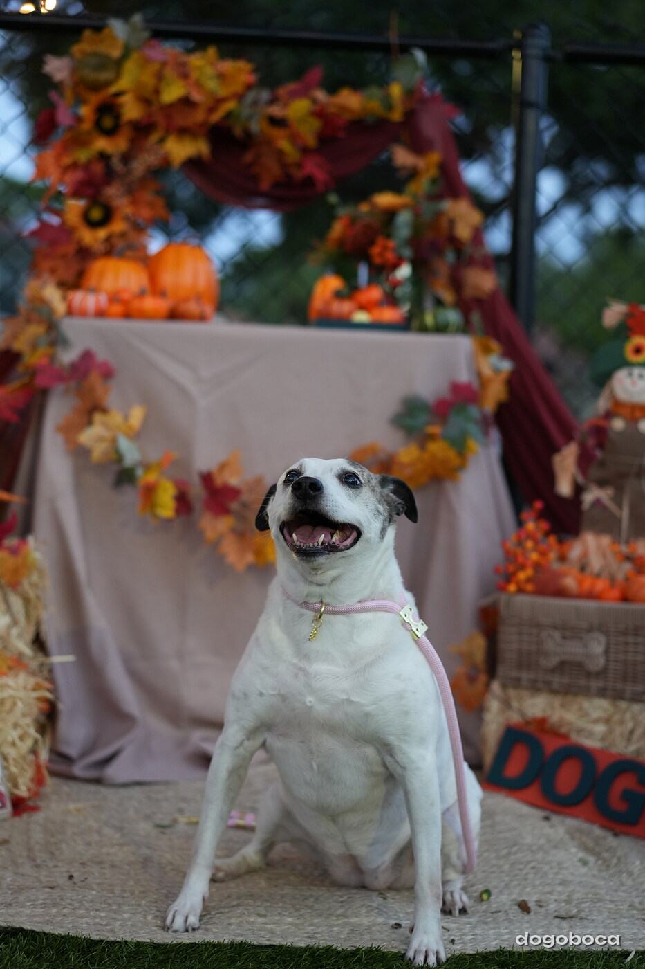 Dog photographed at Mizner Court on October 19, 2026