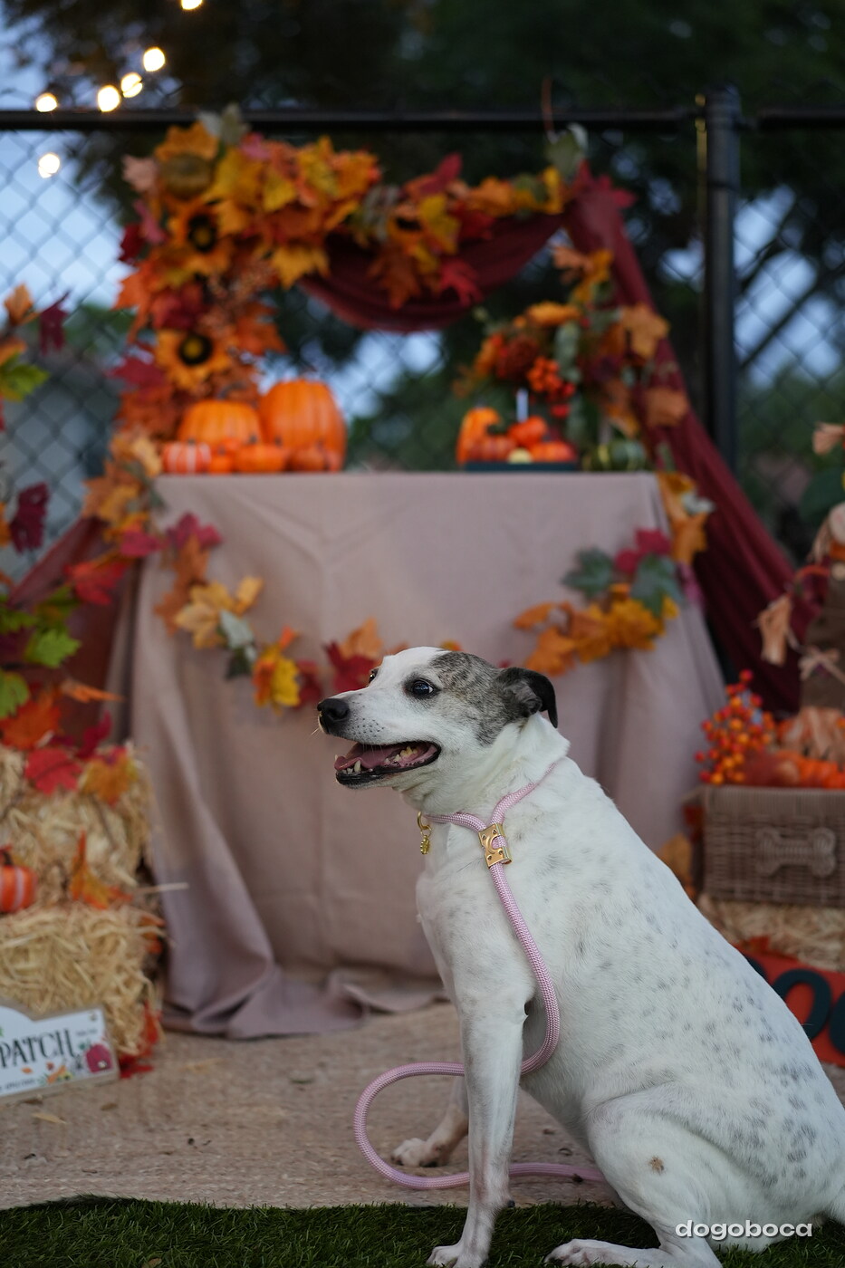 Dog photographed at Mizner Court on October 19, 2026