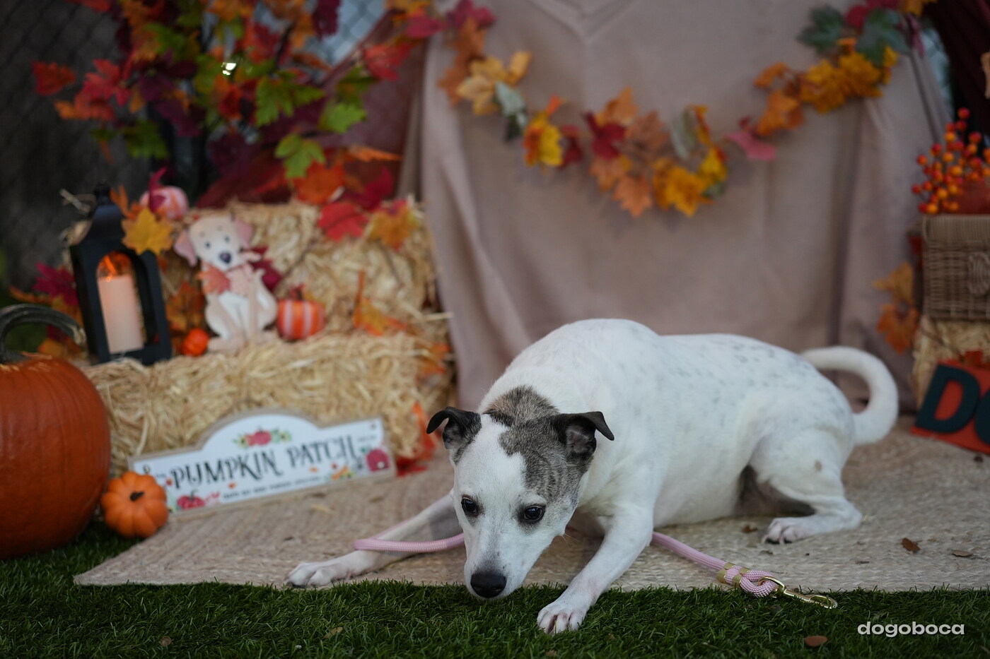 Dog photographed at Mizner Court on October 19, 2026