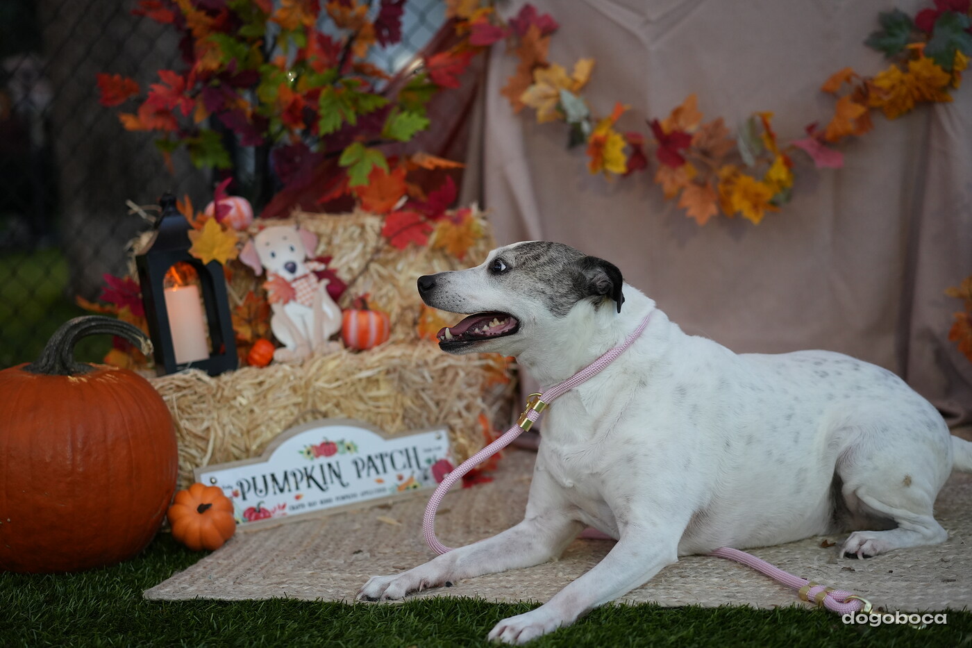 Dog photographed at Mizner Court on October 19, 2026