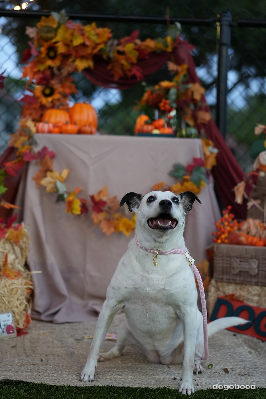 Dog photographed at Mizner Court on October 19, 2026