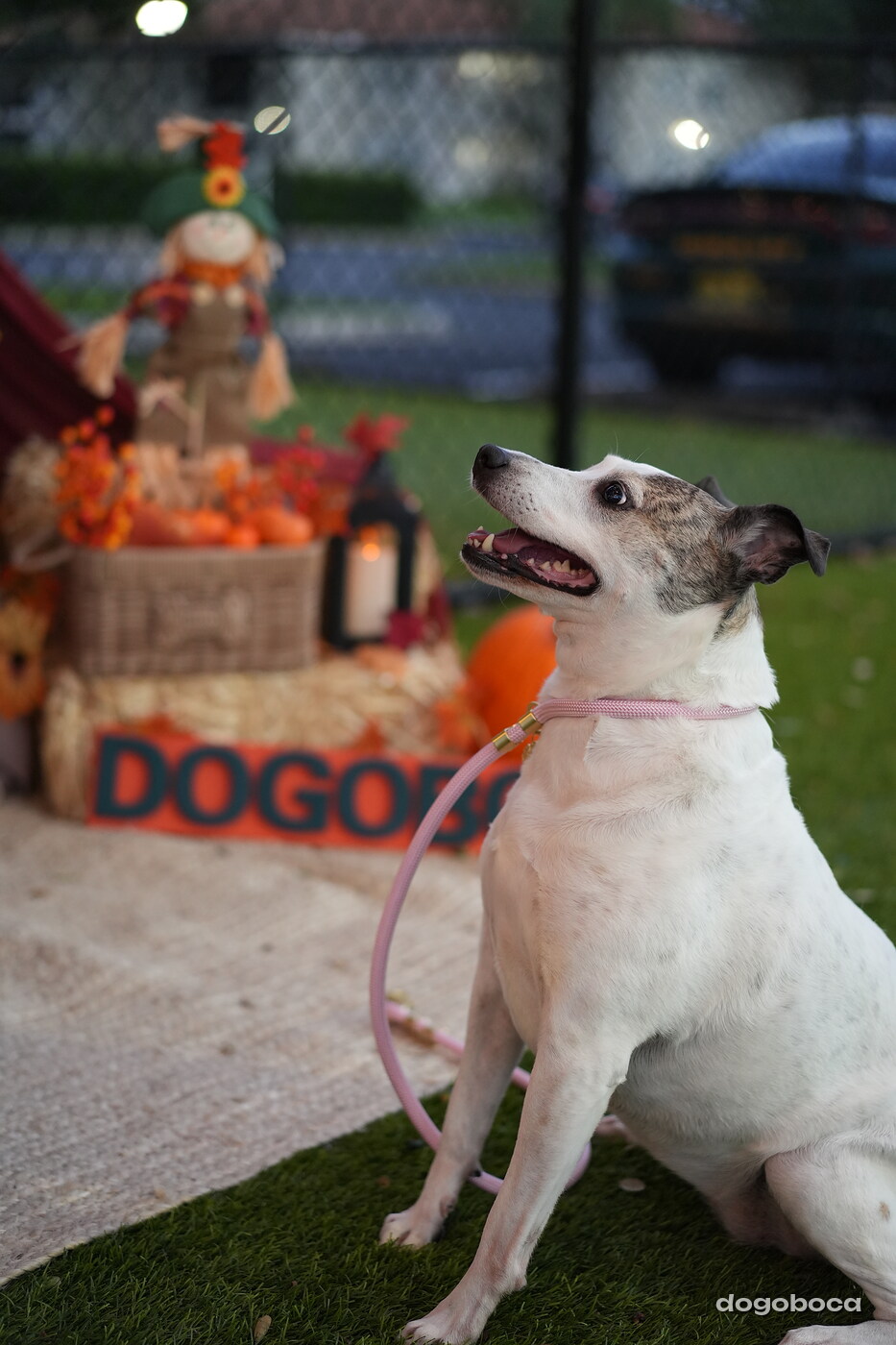 Dog photographed at Mizner Court on October 19, 2026