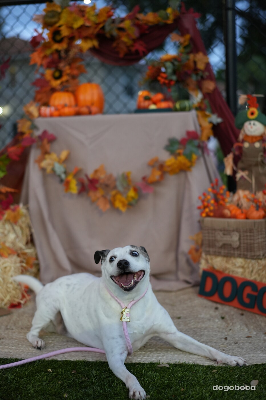 Dog photographed at Mizner Court on October 19, 2026