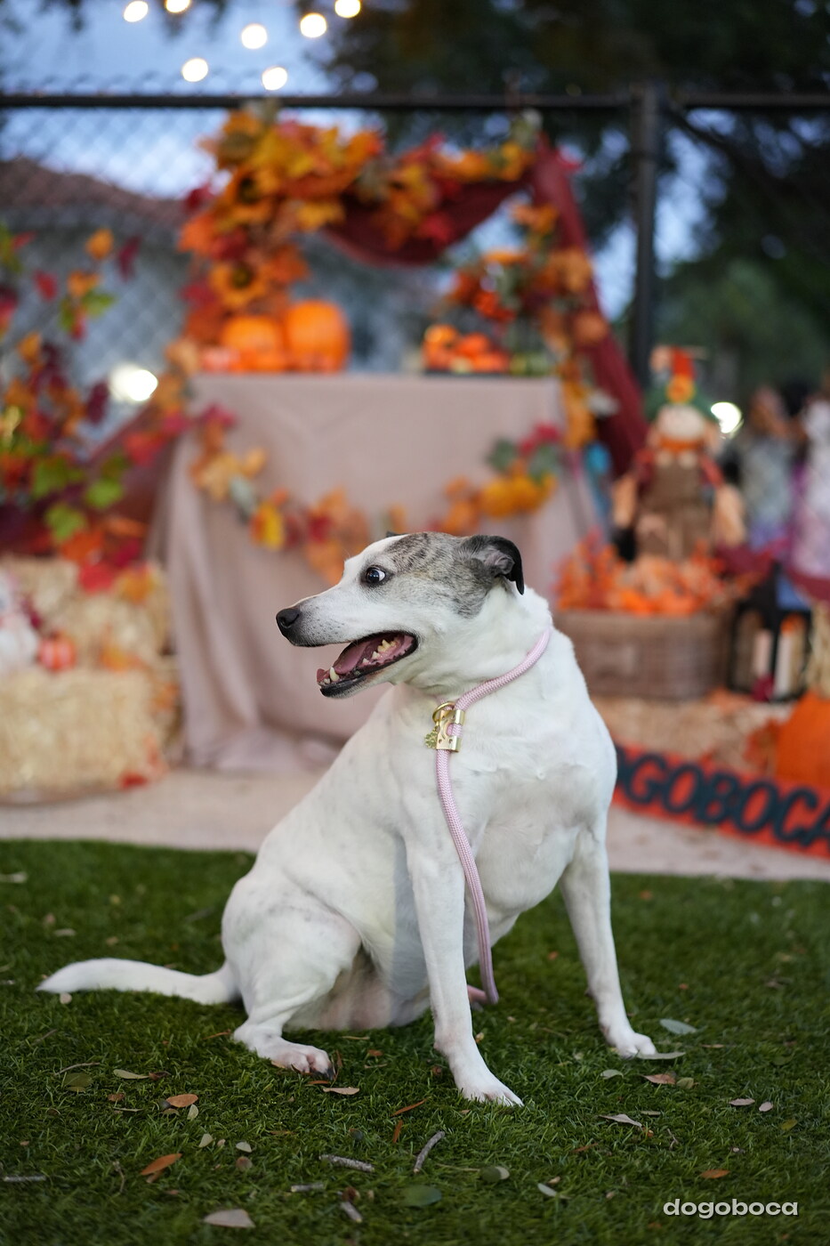 Dog photographed at Mizner Court on October 19, 2026