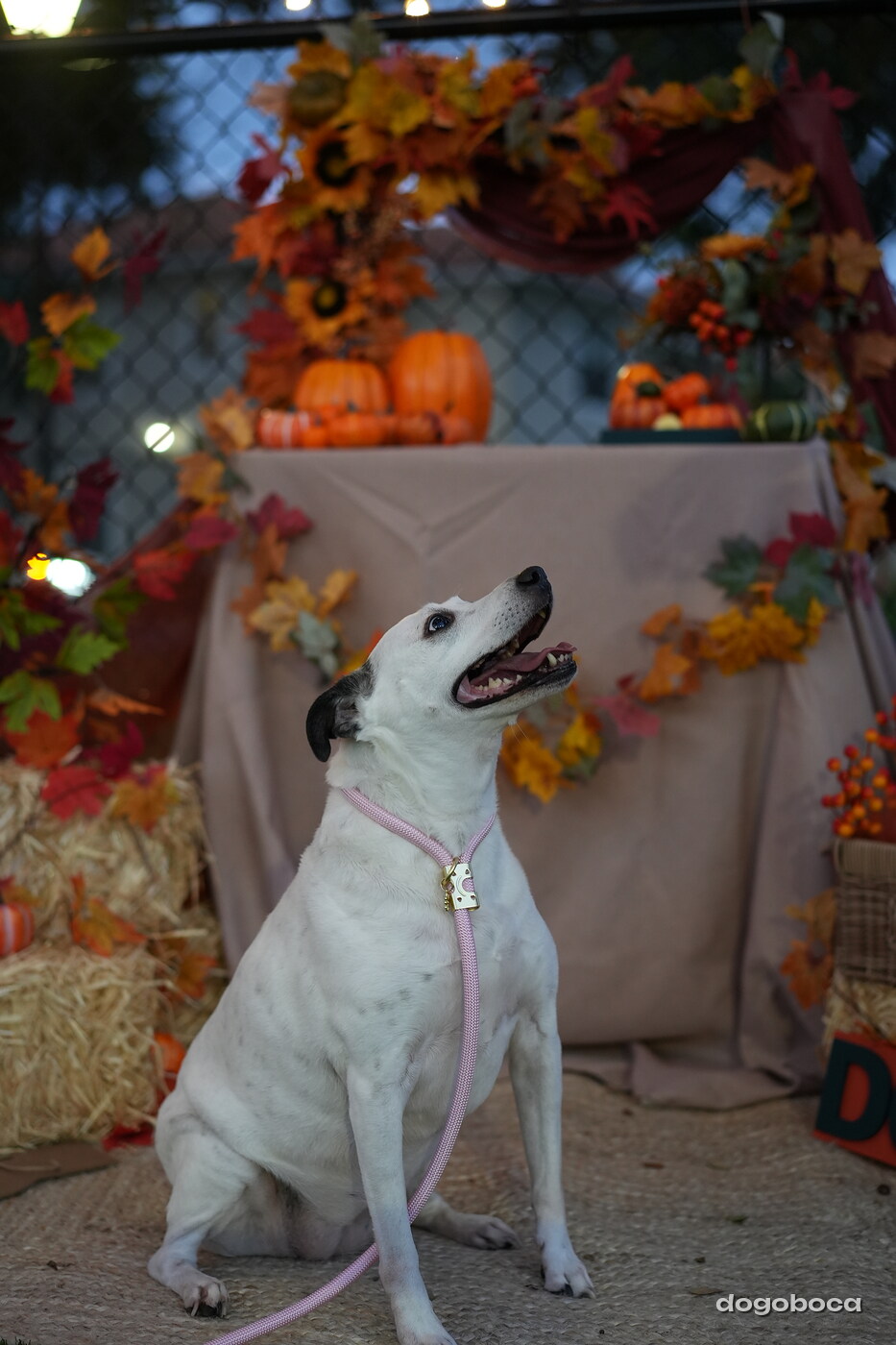Dog photographed at Mizner Court on October 19, 2026