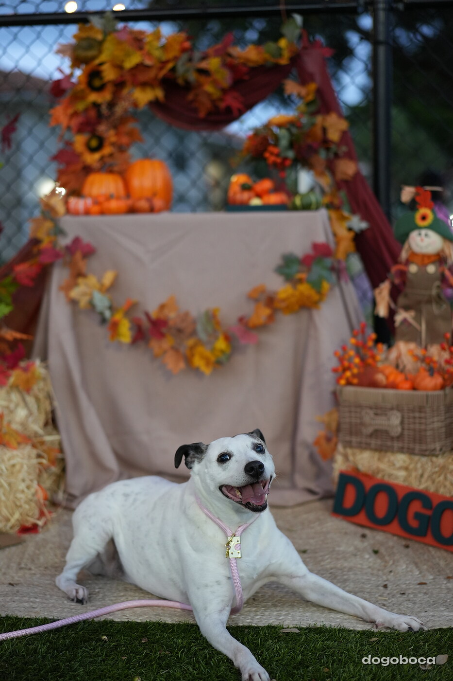 Dog photographed at Mizner Court on October 19, 2026